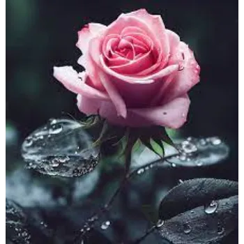 Brilliant Pink Rose